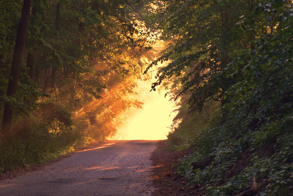 Weg durch den Wald. Am Ende helles Licht.