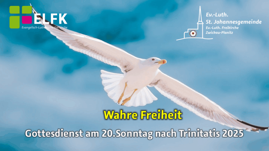 Eine fliegende Möwe von unten mit blauem Himmel im Hintergrund