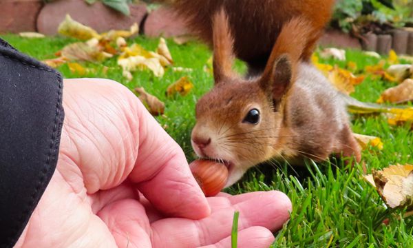 Ein Eichhörnchen lässt sich füttern.