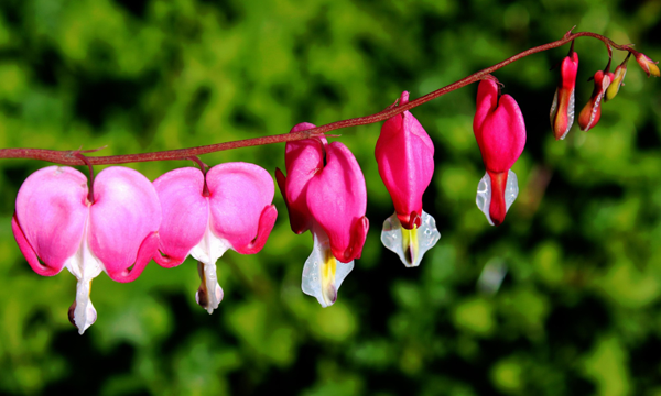 Eine Ranke der Pflanze "Tränendes Herz".