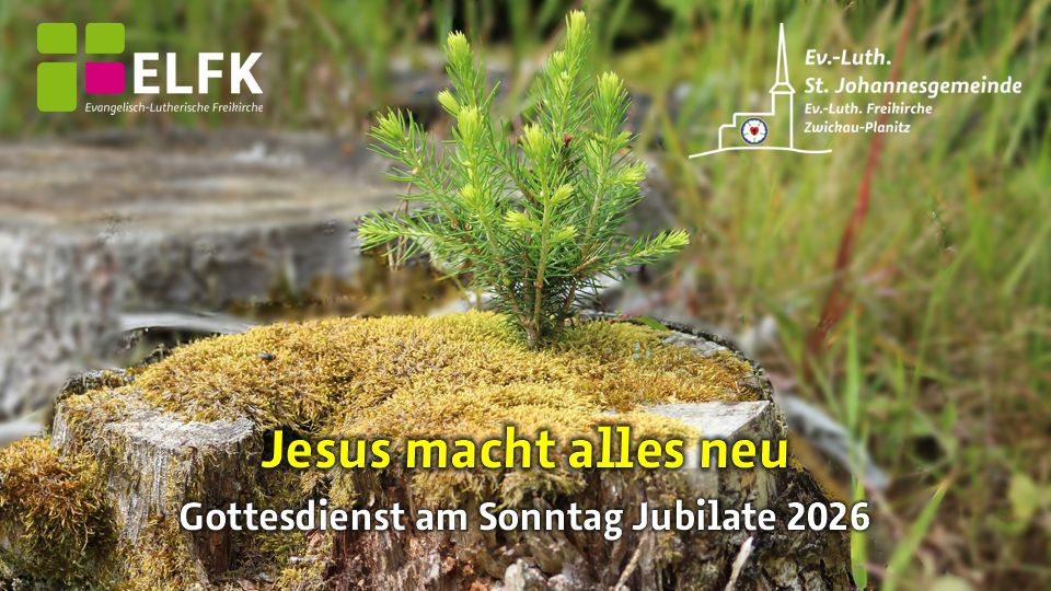 Ein frischer Tannenbaum wächst aus einem Baumstumpf.