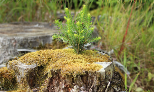 Ein frischer Tannenbaum wächst aus einem Baumstumpf.