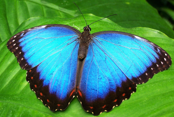 blauer Schmetterling